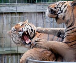 Great cats of indiana is a nonprofit, 501(c)(3) sanctuary and rescue facility, according to craig. 19 Fun Things To See And Do In Indiana Wanderwisdom Travel