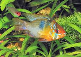 Ram Cichlid Mikrogeophagus Ramirezi German Blue Ram Fish Guide