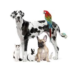 Maybe you would like to learn more about one of these? What To Do When You Love Pets But Can T Have One Fetch Pet Care