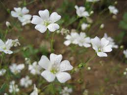 Hudson Valley Seed Company Edible Flowers Babys Breath Seed Company