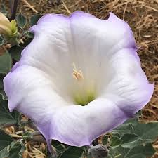 Image result for Datura