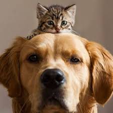 Maybe you would like to learn more about one of these? Pet Stop Abu Dhabi Home Facebook