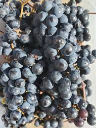 Image result for Vitaceae