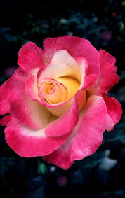 Beautiful Roses Beautiful Flowers Pretty Flowers