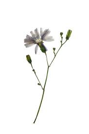 Maybe you would like to learn more about one of these? Pressed And Dried Delicate Flower Lactuca Lactuca Perennis Mountain Lettuce Or Blue Lettuce On Stem Isolated On White Background For Use In Scrapbooking Floristry Oshibana Or Herbarium Stock Photo Picture And Royalty