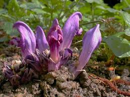 Image result for Micrargeriella aphylla