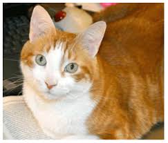 This sub might be too cute for goths or teens. Today Is A Day To Celebrate Ginger Cats Have Changed The World Animal Rescue Professionals Association