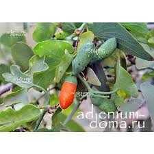 Image result for Corallocarpus welwitschii