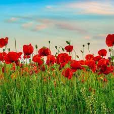 The flora of italy was traditionally estimated to comprise about 5,500 vascular plant species. 11 Beautiful Traditional Italian Flowers You Should Try Growing