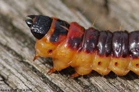 Image result for Cossus cossus