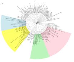 Image result for Lung Function Questionnaire