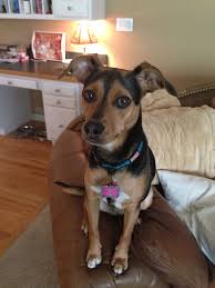 This Is My Beagle And Mini Pinscher Mix They Re Called Meagles Adorable Mini Pinscher Small Dog Breeds Dog Breeds