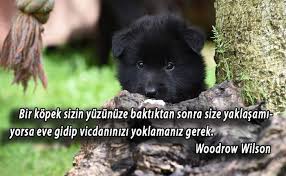 Kopekler Ile Ilgili Sozler Kopek Guzelsozler Guzelsozler Anlamlisozler Anlamlisozler Sozler Sozler Alinti Alinti Hayvan Sozleri Kopek Hayvan Haklari