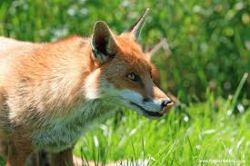 Foxes are generally docile, but that doesn't mean we want them ruining our property. Foxes And Rabbits And Guinea Pigs