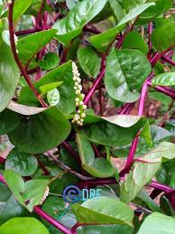 Image result for Basellaceae