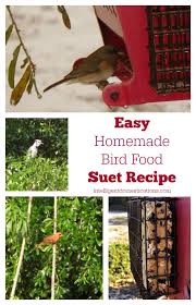 easy homemade bird suet recipe