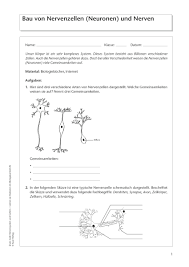 Um ein genaueres suchergebnis zu erhalten. Dorner Verlag Biologie Und Umweltkunde Losungen