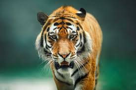 They range across asia from russia all the way to the sumatra and indochina. Monitoring Rare Tigers In Bangladesh Conservation Nation