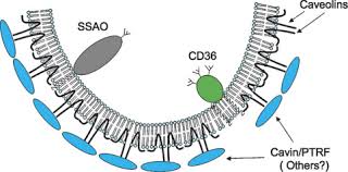 Caveolae from cell biology to animal physiology. Cellular Spelunking Exploring Adipocyte Caveolae Journal Of Lipid Research