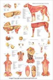Dog Muscles And Internal Anatomy Chart