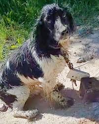 A dog who was supposed to drown climbed out of a river with an anchor  around his neck