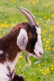 Pin By Landon Maness On At ʈhye Zss Goats Cute Goats Baby Goats