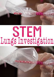 Stem Respiratory System Investigation Asthma Versus Healthy Human Body Activities Human Body Systems Human Body Science