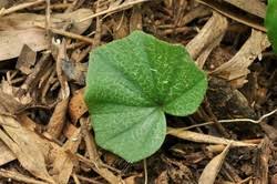 Image result for Nervilia crociformis