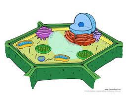 Finally, an unlabeled version of the diagram is included at the bottom of the page, in color and black and white. Plant Cell Diagram Unlabeled Plant Cell Diagram Cell Diagram Animal Cell