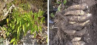 Image result for Dioscorea cayenensis
