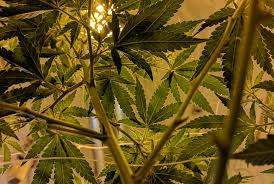 Таблица тиражей с информацией о розыгрыше суперприза. Why Is 4 20 National Weed Day Hop Culture