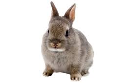 Also easter bunny face png available at png transparent variant. Rabbit Face Png Picpng