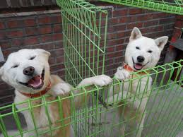 In a bowl, whisk together 1/4 cup of the vinegar, the soy sauce, canola oil, 2 tbsp of the sugar, 1 tbsp of the sriracha and 1 tsp of the sesame oil. Pungsan Dog Wikipedia
