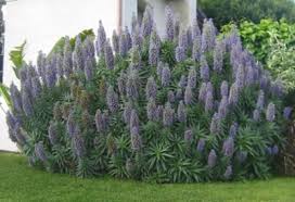 For the last several years mother nature has dealt california in general a severe drought. Companion Plants For Succulent Gardens Southern California