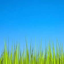 Download it and enjoy the beauty of the nature in your busy life. Grass Lwp Revamped Pro Para Android Apk Descargar