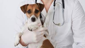 Maybe you would like to learn more about one of these? Vets In Islamabad