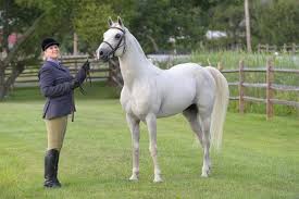 Riding gear horse riding riding helmets mounting a horse english riding horse tips equestrian outfits horseback riding horses. What Is The Difference Between Western And English Riding Styles