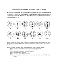 The sporophyte phase produces spores by meiosis within a sporangium. Mitosis Meiosis Exam Diagram Used On Tests