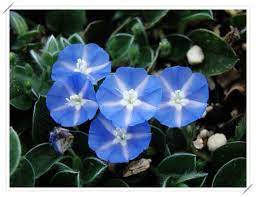 花 本種植物土丁桂又稱為 人字草 nbsp 觀其葉對生的模樣就像是 人字 般一路延伸其他別名則以該植物的特性或用途而加以命名 nbsp 土丁桂屬 evolvulus 植物 nbsp 台灣只有一屬 nbsp 熟悉的旋花科 convolvulaceae plants holiday da nang