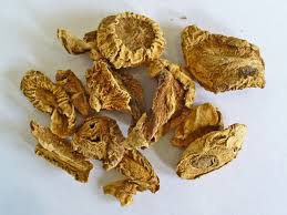 Image result for Harpagophytum procumbens