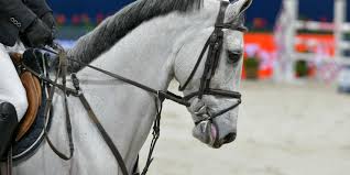 Amalia is twee dagen geleden al verwend met cadeautjes van sinterklaas, en zal vanavond opnieuw. Dier Recht Pleit Voor Verbod Op Pijnlijke Bitten In Paardensport Blik Op Nieuws