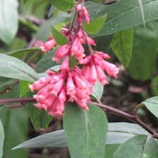 Image result for Cestrum elegans