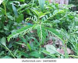 Image result for Phyllanthus pentandrus
