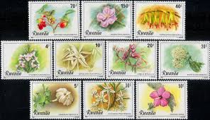 Image result for Leptactina platyphylla