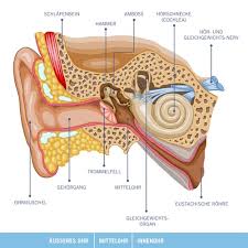 Anatomie Ohr Flashcards Quizlet