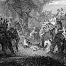 India: Tiger, 1870 by Willoughby ...