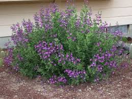 Autumn sage makes a colorful addition to the landscape. Pin En Desert Landscape Ideas