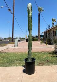 Image result for Lophocereus