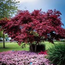 Emperor Japanese Maple For Sale Online The Tree Center Japanese Maple Japanese Maple Tree Maple Tree Landscape