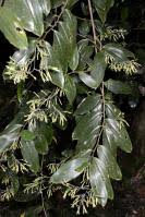 Image result for Dracaena laxissima